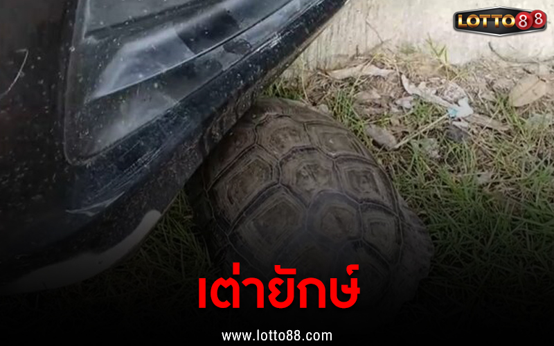 เต่ายักษ์โผล่ใต้ท้องรถ
